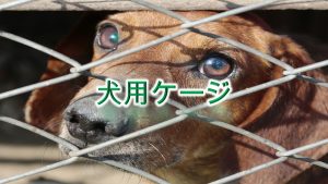 犬用ケージとは何か?その意味や必要な理由【小型犬におすすめのAmazonの人気商品も紹介】