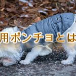 犬用ポンチョとは?【子犬におすすめのAmazonの人気商品も紹介】