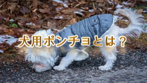 犬用ポンチョとは?【子犬におすすめのAmazonの人気商品も紹介】