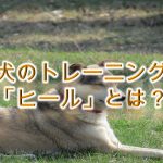 犬のトレーニング「ヒール」とは?【しつけ方や、その必要性について】