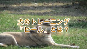 犬のトレーニング「ヒール」とは?【しつけ方や、その必要性について】