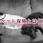 犬のペット保険とは何か?【意味や概要をわかりやすく解説】