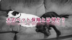 犬のペット保険とは何か?【意味や概要をわかりやすく解説】