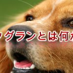 ドッグランとは何か?【室内ドックランもあります!】