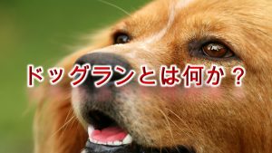 ドッグランとは何か?【室内ドックランもあります!】