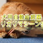 犬用自動給餌器「カリカリマシーンSP」とは?【値段は?Amazonでも購入できる?】