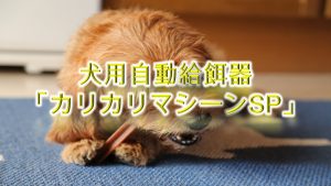 犬用自動給餌器「カリカリマシーンSP」とは?【値段は?Amazonでも購入できる?】