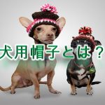 犬用帽子とは?【子犬に帽子をかぶせるメリットや人気のAmazon商品を紹介】