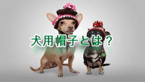 犬用帽子とは?【子犬に帽子をかぶせるメリットや人気のAmazon商品を紹介】