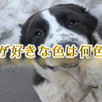 犬が好きな色は何色?【安心する色や見えづらい色も解説】