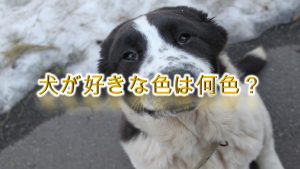 犬が好きな色は何色?【安心する色や見えづらい色も解説】