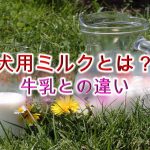 犬用ミルクとは?牛乳との違いは?【小型犬におすすめのAmazon人気商品も紹介】