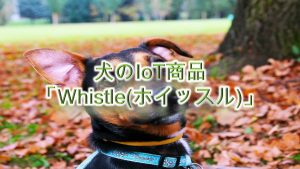 犬のIoT商品「Whistle(ホイッスル)」とは?【犬の首輪型の健康管理ツール】