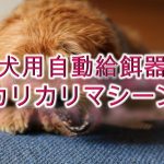 犬用自動給餌器「カリカリマシーン」とは?【値段は?Amazonでも購入できる?】