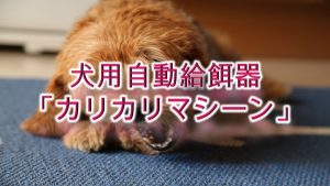 犬用自動給餌器「カリカリマシーン」とは?【値段は?Amazonでも購入できる?】