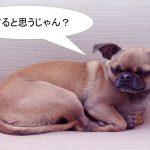 ミックス犬「チワパグ」ってどんな小型犬?【値段や性格、特徴をまとめました!】