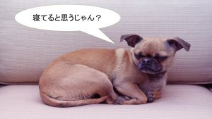 ミックス犬「チワパグ」ってどんな小型犬?【値段や性格、特徴をまとめました!】