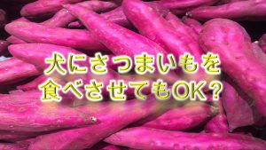 柴犬にさつまいもを食べさせてもOK？【カロリーや糖分に注意が必要？】