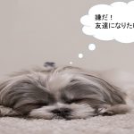 シーズーのしつけ方について
