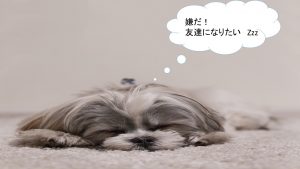 シーズーのしつけ方について