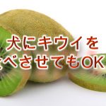 柴犬にキウイを食べさせると危険？【柴犬のキウイ🥝の注意点】