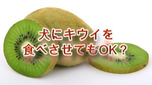 柴犬にキウイを食べさせると危険？【柴犬のキウイ🥝の注意点】