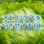 柴犬にレタスを食べさせると危険？【犬にレタスを与えるメリットや注意点も解説】