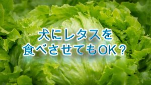 柴犬にレタスを食べさせると危険？【犬にレタスを与えるメリットや注意点も解説】