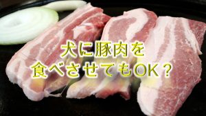 柴犬が豚肉を食べると危険？【柴犬の食べ物の注意点】