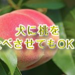 柴犬に桃(もも)を食べさせると危険？【柴犬の桃🍑の注意点】