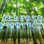 柴犬がたけのこを食べると危険？【柴犬のタケノコの注意点】