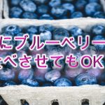 柴犬にブルーベリーを食べさせると危険？【柴犬のブルーベリーの注意点】