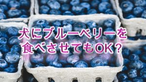 柴犬にブルーベリーを食べさせると危険？【柴犬のブルーベリーの注意点】