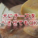 柴犬がチーズを食べる危険？【柴犬のチーズの注意点】