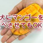 柴犬にマンゴーを食べさせると危険？【柴犬のマンゴー🥭の注意点】