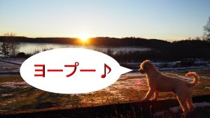 ミックス犬「ヨープー」ってどんな小型犬?【値段や性格、特徴をまとめました!】