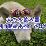 犬の水飲み器「犬用自動給水器」とは何か？【犬の水飲みに最適なタイプなども紹介】