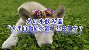 犬の水飲み器「犬用自動給水器」とは何か?【犬の水飲みに最適なタイプなども紹介】