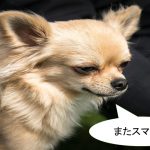 ミックス犬「ポメチワ」ってどんな小型犬?【値段や性格、特徴をまとめました!】