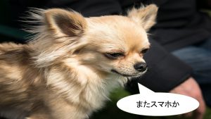 ミックス犬「ポメチワ」ってどんな小型犬?【値段や性格、特徴をまとめました!】
