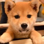 柴犬のストレスを解消する5つの方法【ストレス発散法や解消グッズも紹介】
