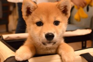 柴犬のストレスを解消する5つの方法【ストレス発散法や解消グッズも紹介】