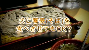 柴犬が蕎麦(そば)を食べると危険？【柴犬のお蕎麦の注意点】