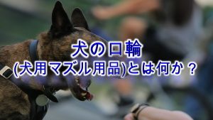 犬の口輪(犬用マズル用品)とは何か?【種類や注意点なども解説】