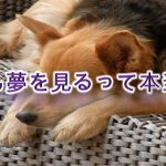 犬も夢を見るって本当?【犬が夢をみてる時の行動なども徹底解説】