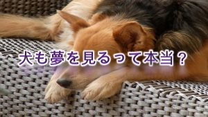 犬も夢を見るって本当?【犬が夢をみてる時の行動なども徹底解説】