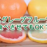 柴犬がグレープフルーツを食べると危険？【柴犬のグレープフルーツの注意点】