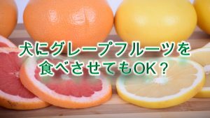 柴犬がグレープフルーツを食べると危険？【柴犬のグレープフルーツの注意点】