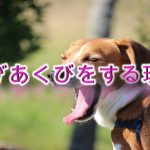 犬があくびをする理由【犬のあくびはストレスから!?病気が原因!?】