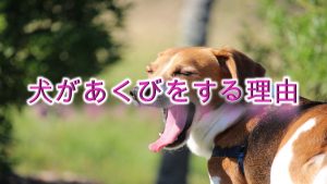犬があくびをする理由【犬のあくびはストレスから!?病気が原因!?】